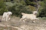 GOLDEN RETRIEVER 578
